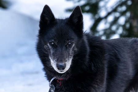 Black dog look like a wolf staring at you like a preyの写真素材