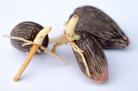 Oil palm Seedlings on white backgroundの写真素材