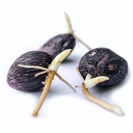 Oil palm Seedlings on white backgroundの写真素材
