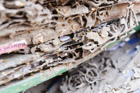 Blurred  Termites damaged to the booksの写真素材