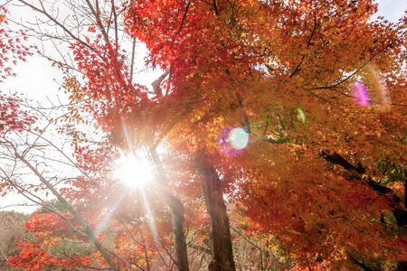 Sunlight flare with red maple leaves , color of  Autumn in Japan.