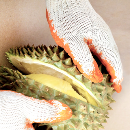 Pulling apart the durian fruit segments by hands with gloves