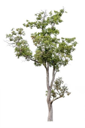 Tree isolated on white backgroundの写真素材