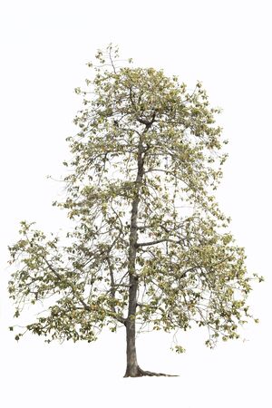 Tree isolated on white backgroundの写真素材