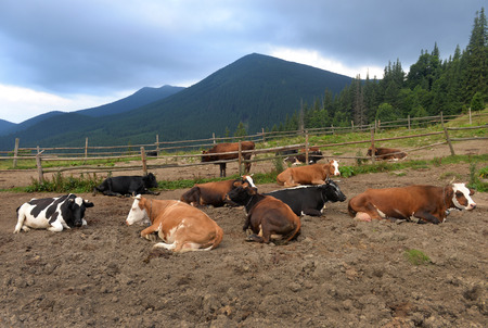Cows on pastures in the mountainsの写真素材