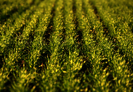 green fields of wheat in spring. fresh green wheat grass in sunlight. young wheat. green spring...