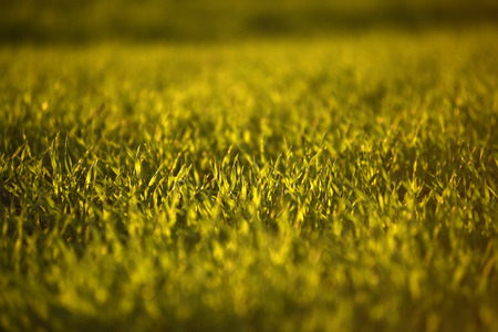 green fields of wheat in spring. fresh green wheat grass in sunlight. young wheat. green spring meadow. green grass background. の写真素材