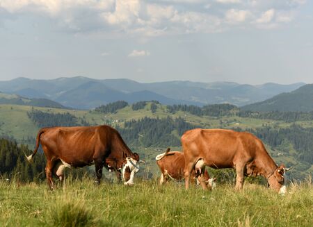 Cows on pastures in the mountainsの写真素材