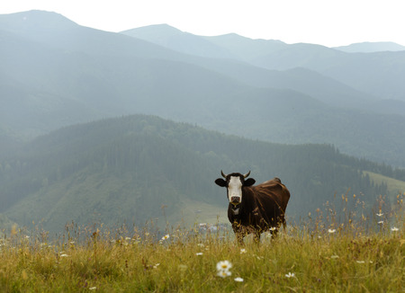 Cow on pastures in the mountainsの写真素材