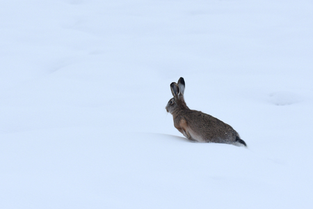 Hare Gray or Hare Rusak (Lepus europaeus) on field covered with snow.の写真素材