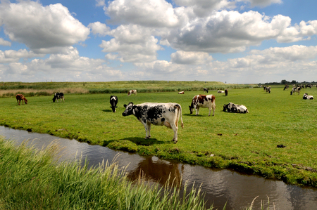 Dutch cows on the pasture, meadow, Netherlandsの写真素材