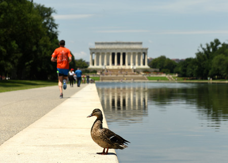 Duck near the pool and Lincoln memorialin in Washington, DC.のeditorial素材