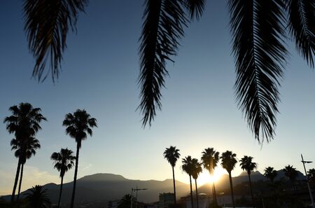 Palm trees at sunset. Mediterranean sea. Menton, Cote d'Azur of French Riviera.の写真素材
