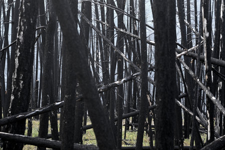 burned forest after wildfire.の写真素材