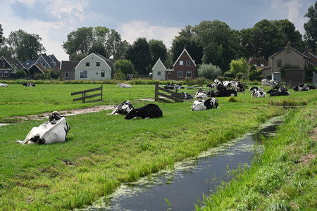 Zuiderwoude, Netherlands - August 25, 2024: Ð¡ows on the pasture in village of Zuiderwoude in the province of North Holland, Netherlands.のeditorial素材