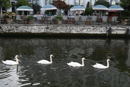 Bruges, Belgium - August 29, 2024: Swans in the canal in the old town of Bruges, Belgiumのeditorial素材