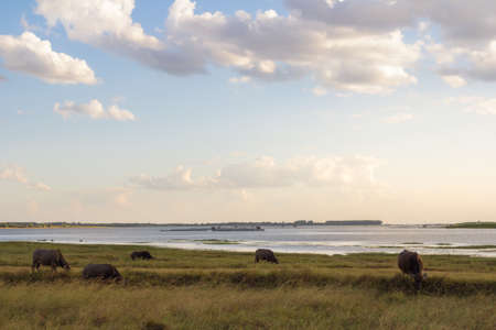 Buffalo on the Pastureの写真素材