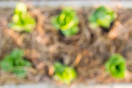 Fresh leaf vegatable cultivated in bamboo pole as farmingの写真素材