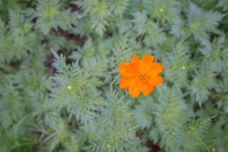 Nature green flowers on green background and textureの写真素材