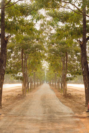Nature green trees with rural road bike in quiet park in spring.at sunny sunset.の写真素材