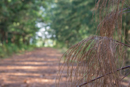 Walkway Lane Path With Green Trees in Forest. Beautiful Alley In Park.Out Focus
