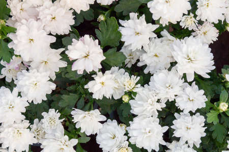 beautiful white flowersの写真素材