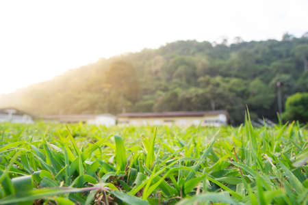 Grass with dew on the background of the mountainの写真素材