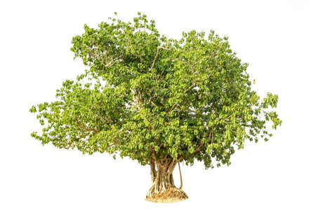 Bodhi Tree isolated against a over white background