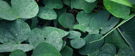 Dew droplets on green leaves background. close up