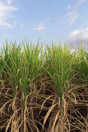sugarcane field with blue sky in tropical country.の写真素材