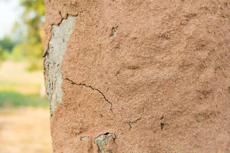 termites cover tree bark earth making termite mound.