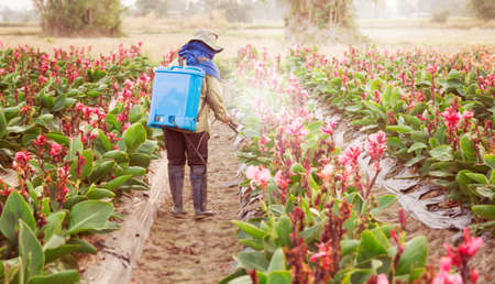 planter spraying pesticide in partition Canna at sunset.の写真素材