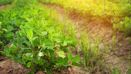 Growing peanuts on a plantation, close-up outdoor