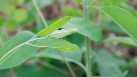 Growing eucalyptus tree green leaves on a plantation, close-up outdoor