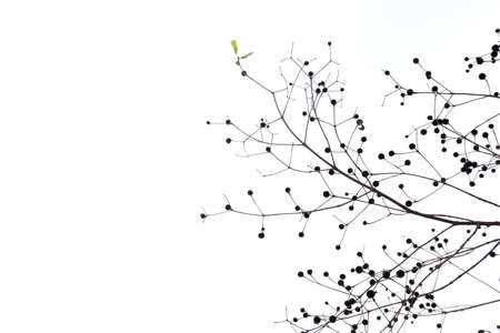 fruit tree isolated on over white background.の写真素材