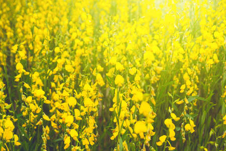farm of crotalaria  yellow flower ,agriculture beautiful background.の写真素材