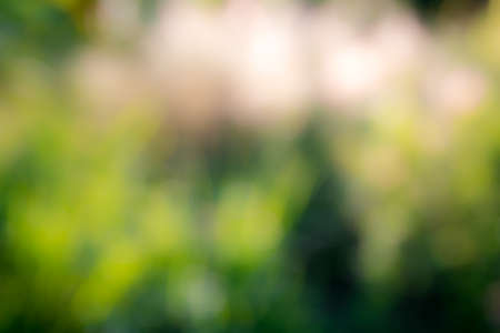 Sunny abstract green nature background, selective focusの写真素材