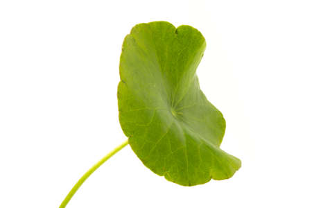 green Asiatic Pennywort isolated on white background.