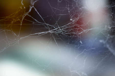 Close up view of the strings of a spiders webの写真素材