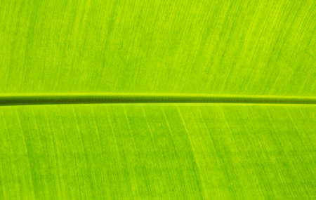 close up banana leaves on background texture.