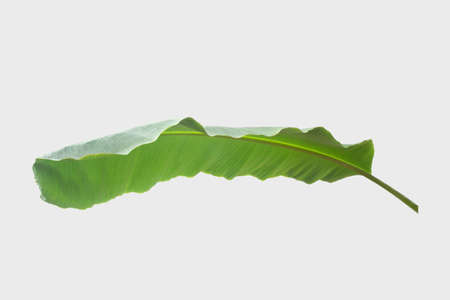 banana leaf.Isolated on white background with clipping path.の写真素材