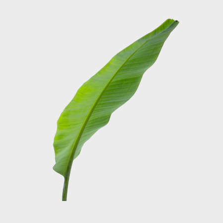 banana leaf isolated on white background with clipping path.の写真素材