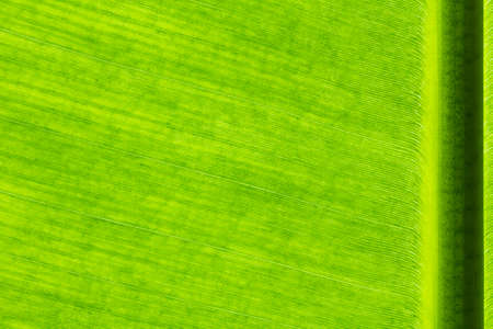 Close up banana leaves on background and texture.