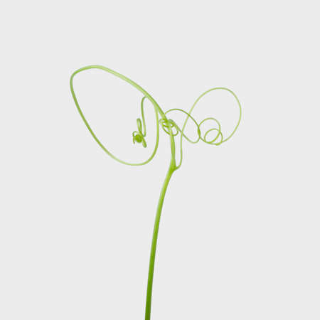 Green ivy plant  isolated on gray background, clipping pathの写真素材