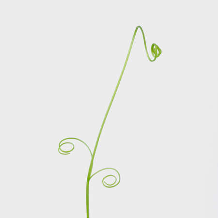 Green ivy plant  isolated on gray background, clipping path