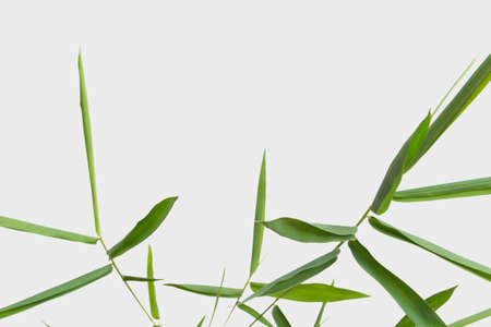 Bamboo isolated on gray background with clipping pathの写真素材