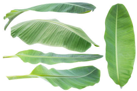 Banana leaf. Isolated on white background with clipping path.の写真素材