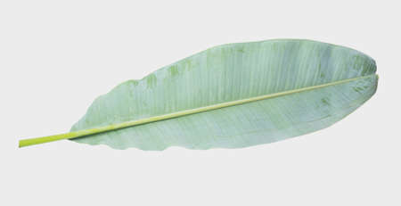 Banana leaf. Isolated on white background with clipping path.の写真素材