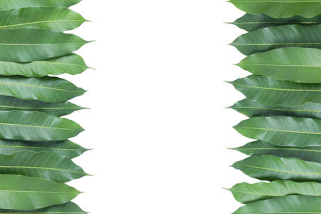 Leaves mango on white background with clipping path