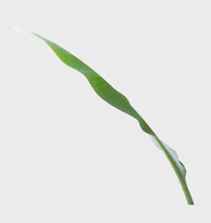 Banana leaf. Isolated on white background with clipping path.の写真素材